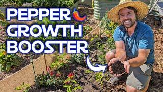 How I Make My Peppers Grow Faster For Free