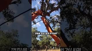 당신도 매일 사용 중인 나무의 정체