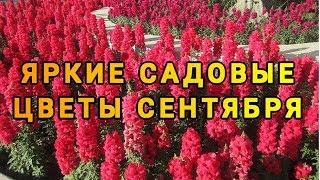 ЯРКИЕ САДОВЫЕ ЦВЕТЫ в СЕНТЯБРЕ! Многолетники и однолетники,цветущие до заморозков.