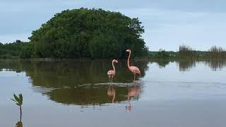 American Flamingo