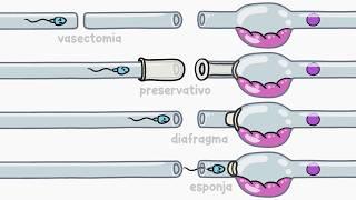 Como os métodos contraceptivos funcionam | Minuto da Terra