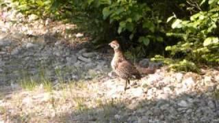 Ruffed and Spruce Grouse