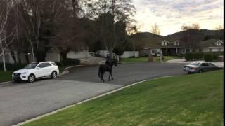 Horses on the street! Just a normal day in Santa Rosa Valley Camarillo California home for sale