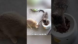 你家的猫主子是否经常上演猫式倔强？#涨知识 #知识分享 #有趣的知识