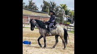 Blue Roan Racking Horse - Arena Work For The Gaited Horse -Gaited Horse Training