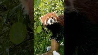 Honey, come here. I'll hold an umbrella for you.#fy #trending #cute #adorable #redpanda #love