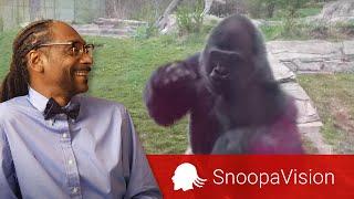 When a Silverback Attacks in SnoopaVision
