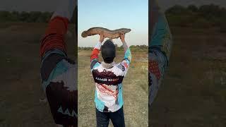 Big Snakehead / Murrele Fish #fishingvideo #fishing #snakehead #snakeheadfishing #fish #lucana