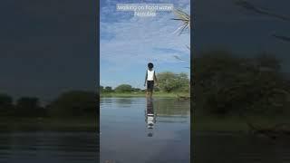 Walking on flood water in northern Namibia