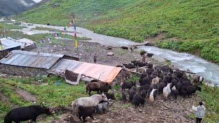 Simple Lifestyle But Very Hardworking Himalayan Yak Farm | Dolpa  | Primitive Rural Village |