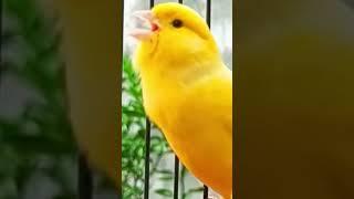 #canario #birds #kenari3in1 #canari #canary #طائرالكناري #تغريدالكناري #birdslover #kenari #saka
