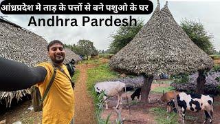 आंध्र प्रदेश के पशु पालक |Village Life of Andhra Pardesh |Farmer Life |Heaven Yatri