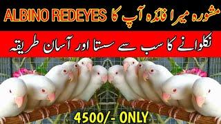 How to produce albino redeyes cheaply | Albino redeyes lovebirds kase produce kare | Albino