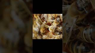 Nëse ju pickon bleta, këtë truk duhet ta dini të gjithë