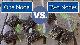 Single Node Cuttings Trial. Propagating Perennial Salvia