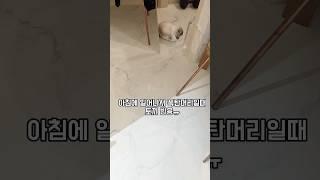 아침에 일어나서 폭탄머리인 집사를 침입자로 오해한 토끼ㅠㅠ
