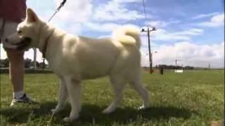 Dogs 101 - Akita