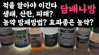 담배나방 방제  농약방제방법? 효과좋은 농약? 담배나방 특성, 산란, 피해? 적을 알아야 이긴다 