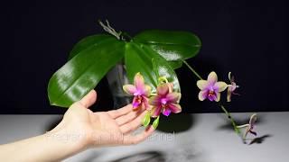 Fragrant phalaenopsis Sweet Memory 'Liodoro'.