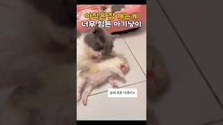 아직은 잠 깨는게 너무 힘든 아기냥이  #냥춘기 #아기냥이 #크림냥