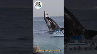 Enormous Orca Kills Dolphin! Shocking Sea Encounter Caught on Camera #amazing #movie