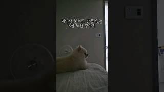 8살..  이젠 노견이 되어버린 나의 귀염이... #강아지