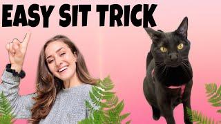 TEACH YOUR CAT TO SIT: Super Easy!!