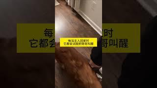 很幸运、我们拥有彼此我的萌宠萌宠出道计划治愈精神抚慰犬狗狗@DOU+小助手