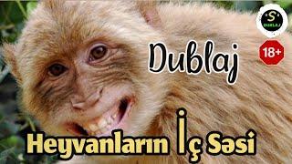 "S" DUBLAJ - Heyvanların İç Səsi  | Sarxan Abushov