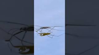 Surface Tension Is Like Real Life Magic!
