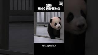 엄마! 푸바오 방학했져요.gif│#힐링푸데이 #Panda #Fubao #Aibao