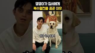 댕댕이가 집사에게 복수혈전을 꿈꾼 이유 #강아지 #웃긴동영상