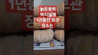 늙은호박 썩지않게 1년동안 보관 방법 맷돌 호박
