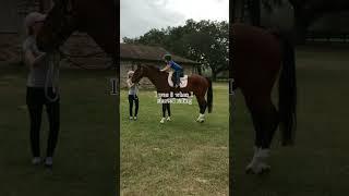 Time flies by #horse #equestrian #equestrianjourney #warmblood