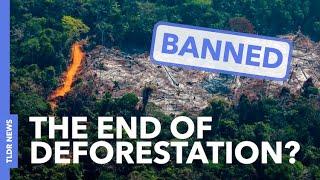 World Leaders Commit to Ending Deforestation - TLDR #Shorts