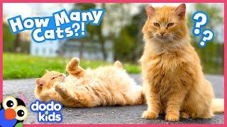 She Saved So Many Cats, She HAD to Build Them Their Own House!!! | Dodo Kids | Rescued!