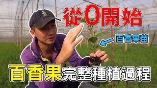 【百香果】如何從0開始到種植百香果 親自示範完整過程 │果汁李Juice lee