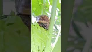 Con Ốc Sên ( Snail ) | #shorts #dongvatquanhta #snail