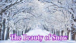 The Beauty of Snow | Tác phẩm tuyệt đẹp của Tuyết | Thiên nhiên và cuộc sống | Nature and Life