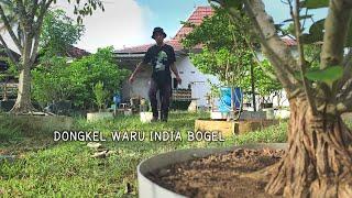 Indian Waru Bonsai Material Pickaxe