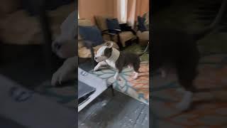 How my younger dog lands on his bed