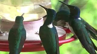 Hummingbirds at Green Hills, Belize