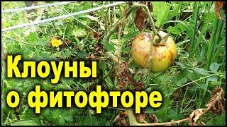 Ложь про фитофтору, будьте осторожны! Эти советы "умников" не помогут!