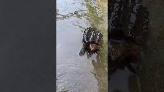 The Most satisfying Big Catch Fishing in The River Net fishing Catch Hundred of Tons On Fish Boat 1