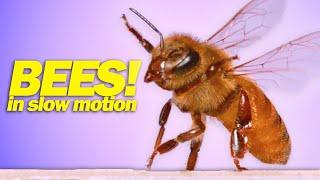 Honeybee Stings & Flight in Slow Motion!