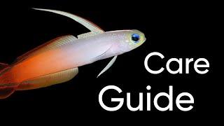 Red Fire Fish Goby Care Guide