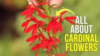 Cardinal Flowers | Growin' on the Grounds