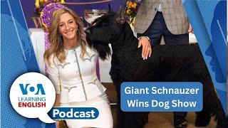 Dog show, English in Senegal, Protect phone data, Actor verbs