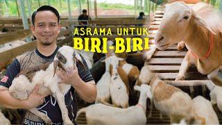 Cara Bijak Untuk Ternak Biri-Biri TANPA Kandang! | Bebiri Hostel