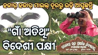 ଗାଁ ଅତିଥି ବିଦେଶୀ ପକ୍ଷୀ // କର୍ଲାଯୋରି - ଅନ୍ତପାଲି ଗ୍ରାମକୁ ପ୍ରତି ବର୍ଷ ଉଡ଼ି ଆସି ରହିଥାନ୍ତି #pakhi #news